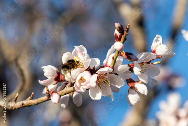Fototapeta Honey bee collecting pollen from almand tree blossoms