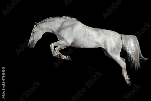 Obraz Pferd im Studio