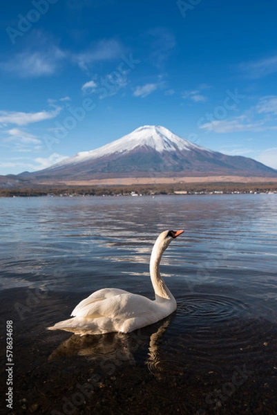 Fototapeta swan fuji