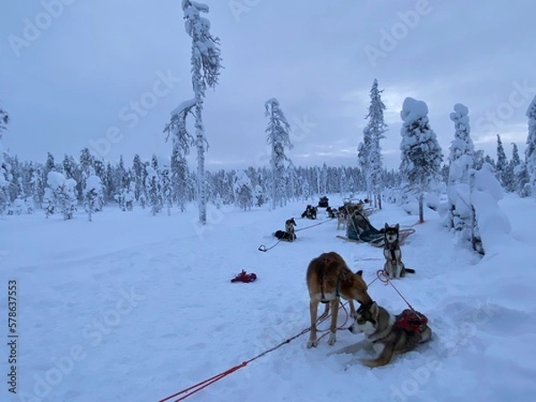 Obraz dog sled dog