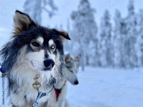 Obraz siberian husky dog