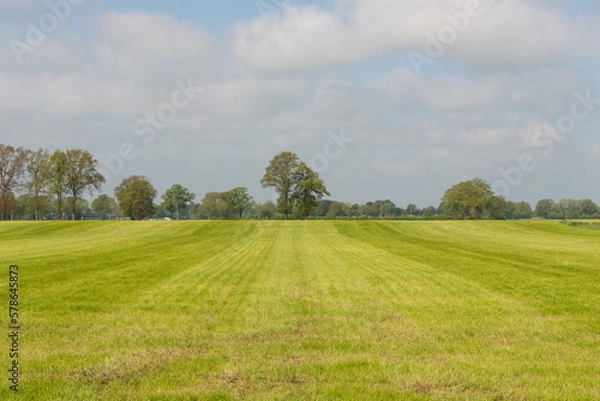 Obraz Tree in striped meadow