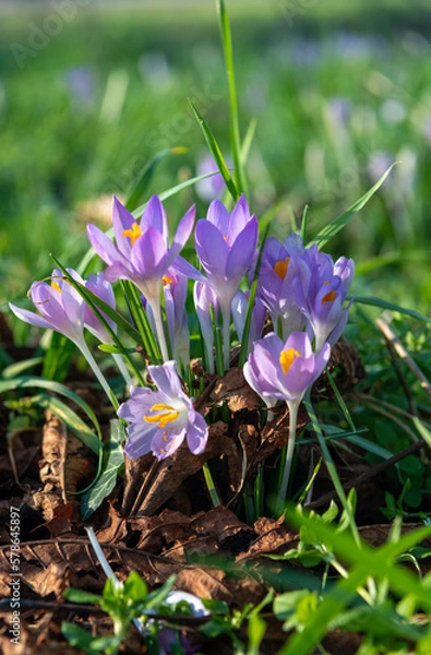 Obraz Multiple crocuses in the wild during spring