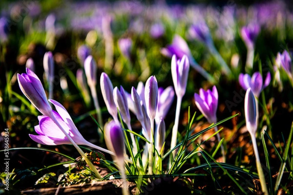 Obraz Multiple crocuses in the wild during spring