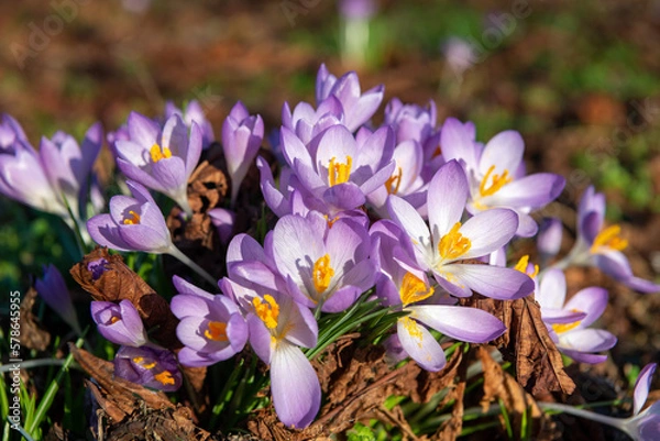 Obraz Multiple crocuses in the wild during spring