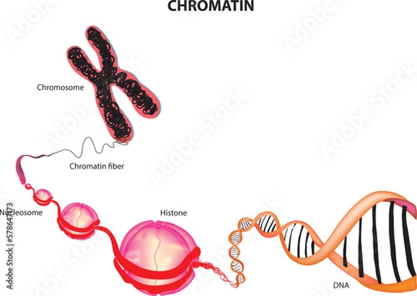 Obraz chromatin diagram labeled