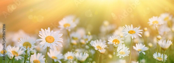 Obraz Beautiful daisies on a meadow lit by sun rays, field of flowers