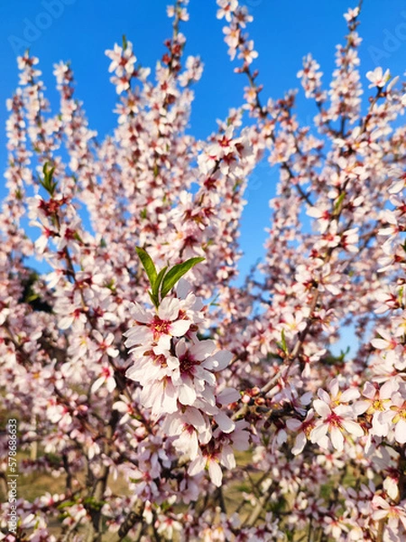 Obraz bonitos almendros en flor