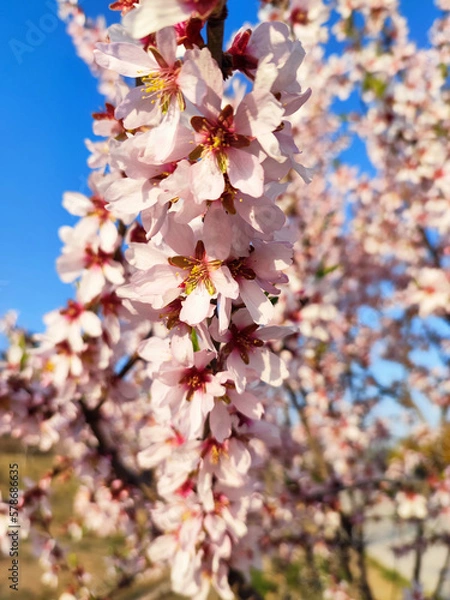 Obraz bonitos almendros en flor