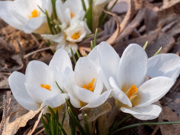 Obraz OLYMPUS DIGITAL CAMERA