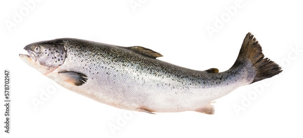 Obraz Salmon fish isolated on white without shadow with clipping path