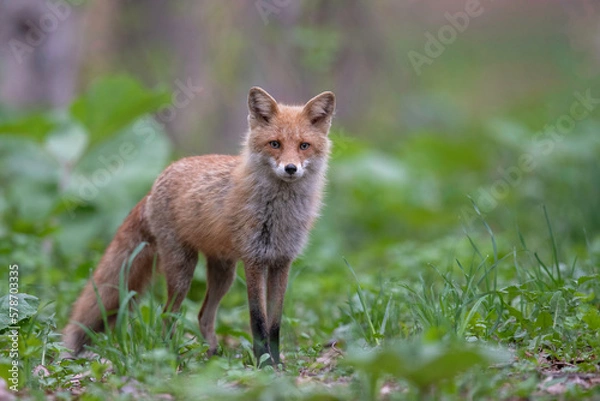 Fototapeta 春のキタキツネ