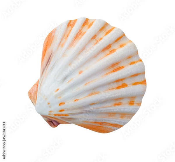 Fototapeta seashell isolated on transparent background