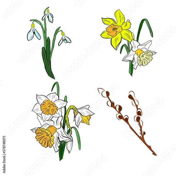 Fototapeta drawing bouquet with willow branch and daffodils