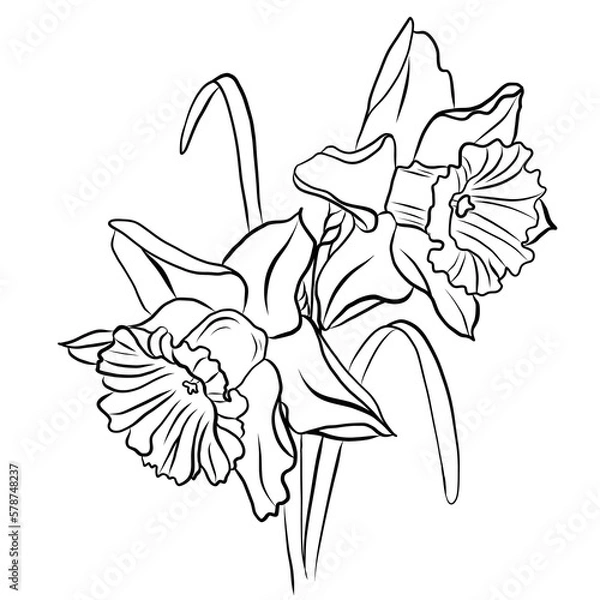 Fototapeta Drawing of a bouquet of daffodils 2-1