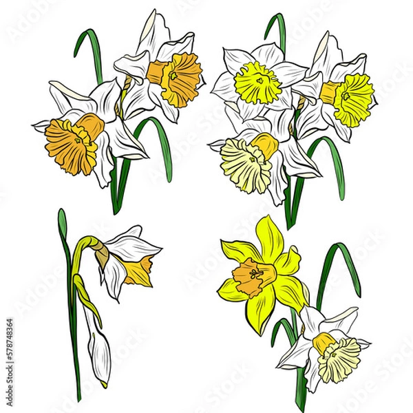 Fototapeta Drawing of a bouquet of daffodils