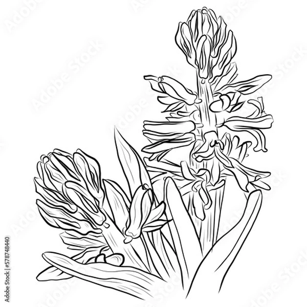 Fototapeta hyacinth line drawing for design