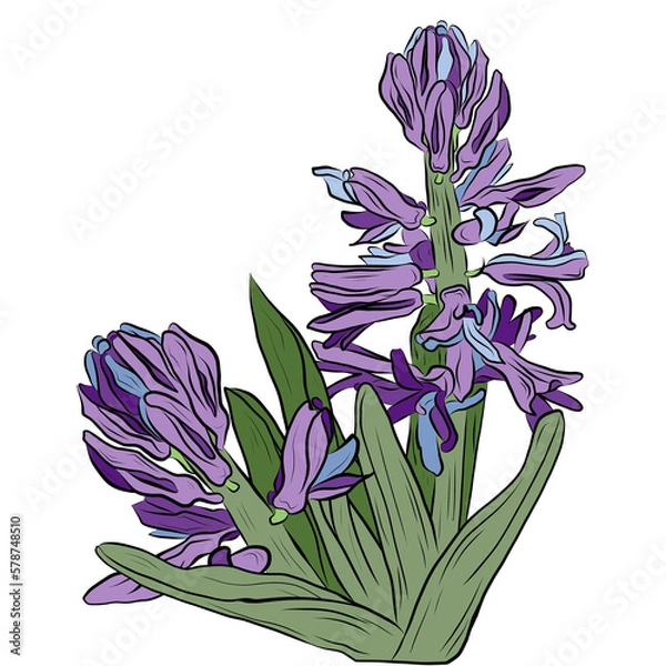 Fototapeta hyacinth line drawing for design