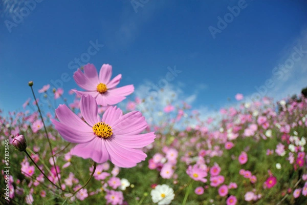 Fototapeta コスモス畑