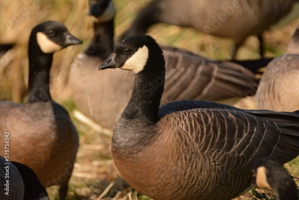 Obraz Cackling Goose
