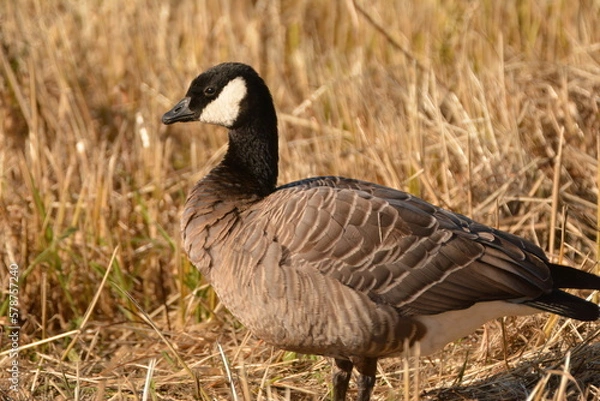 Obraz Cackling Goose Full Frame