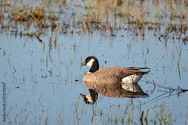 Obraz Cackling Goose on blue water - reflection
