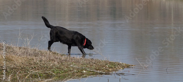 Fototapeta Side view of a Beautiful black labrador retriever dog  standing in the water in the  "La Forestière" lake of the Miribel Jonage natural park near Lyon in France.