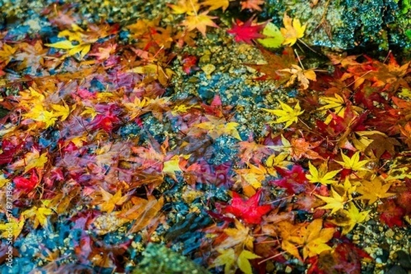 Obraz 水に浮かぶ紅葉