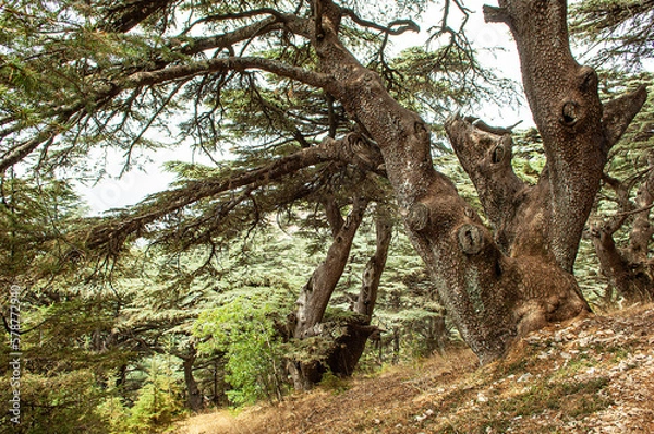 Obraz Zedernbaum im Libanon
