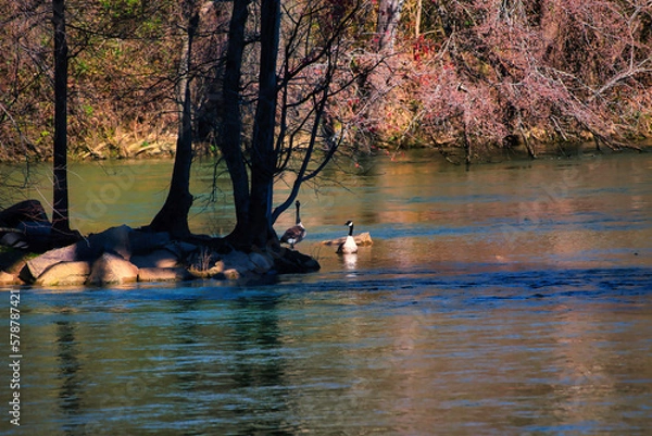 Obraz Canadian geese swimming in the Catawba river near Rock Hill, SC, USA.