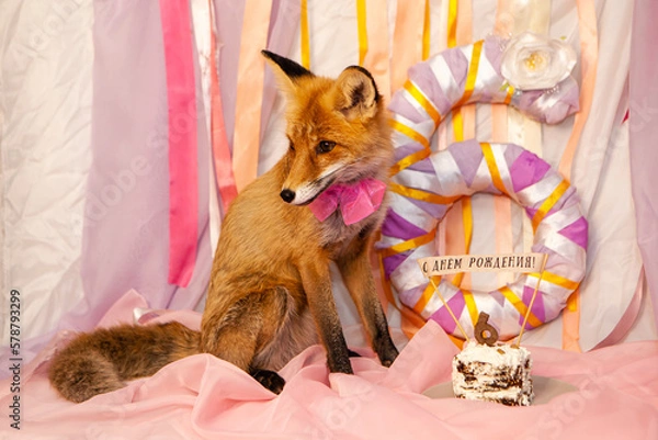 Obraz red fox with a cake 