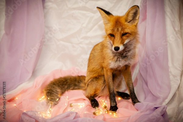 Obraz red fox vulpes