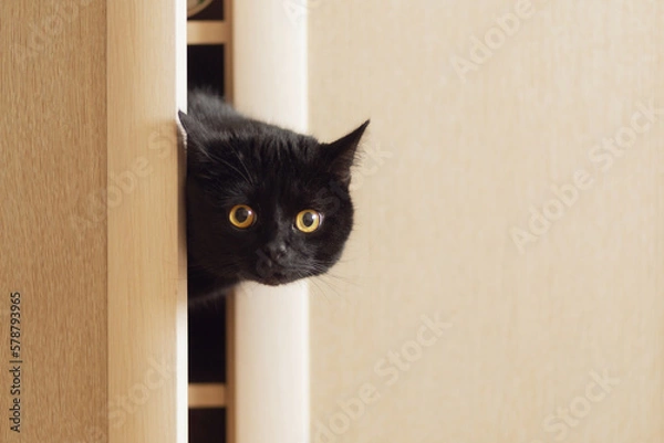 Fototapeta A black cat of the Scottish straight breed climbed into the closet and looks out from behind the door
