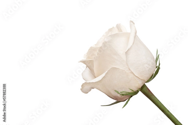 Obraz The side shot of white rose