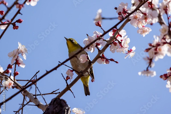 Obraz メジロと白梅