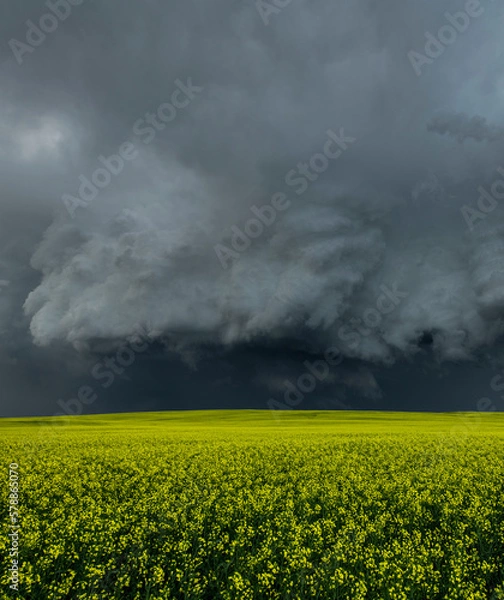 Obraz Storm clouds over a canola field