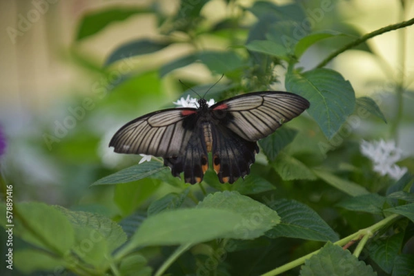 Obraz Black Butterfly