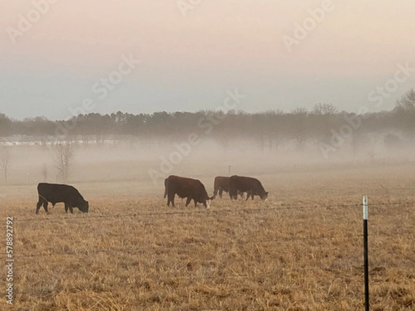 Obraz cows in the fog