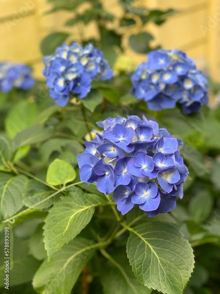 Fototapeta forget me not