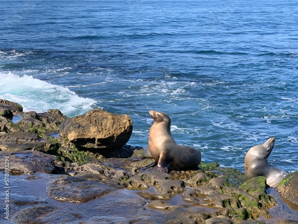 Obraz state sea lions