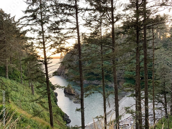 Obraz forest in winter