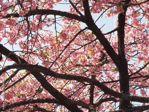 Fototapeta 河津桜