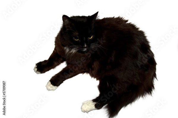 Fototapeta Cat sitting down two