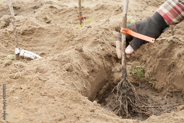 Obraz Hand Planting Bare Root Blackcurrant Bushes.