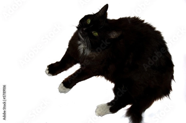 Fototapeta Cat sitting down one