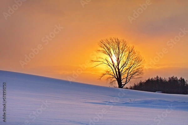 Fototapeta 日の出とポプラ（美瑛）