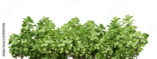 Fototapeta Green plants for landscaping isolated on transparent background, garden design, 3d render illustration.