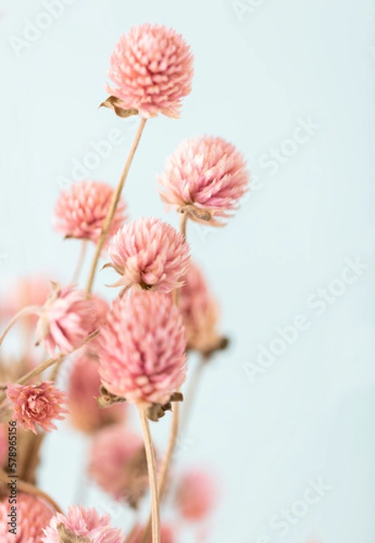 Obraz Dried Gomphren flowers still life macro photo.