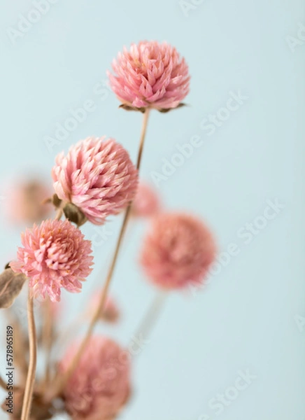 Obraz Dried Gomphren flowers still life macro photo.