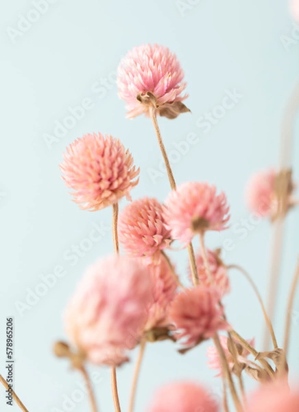 Fototapeta Dried Gomphren flowers still life macro photo.